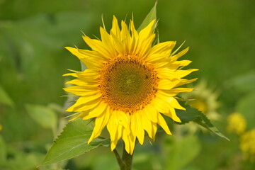 A sunflower in yellow on the field
