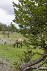 Obraz na płótnie Canvas Vertical shot of a pine tree against an elk grazing on green grass