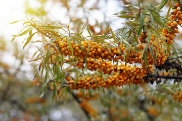 Naklejka na ściany i meble Branch of ripe sea buckthorn berries in a garden. Blurred background.