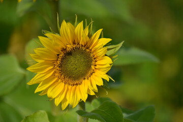 A sunflower in yellow on the field