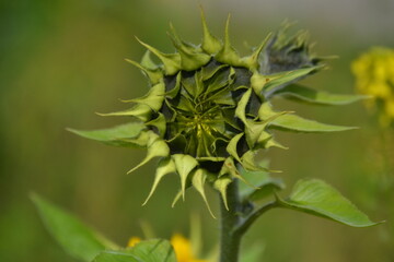 A still green sunflower that has not yet blossomed