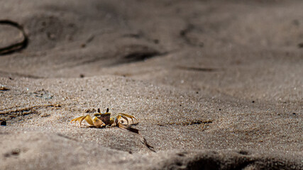 crab on the beach