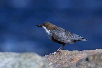 Wasseramsel (Cinclus cinclus) an der Spree bei der Futtersuche