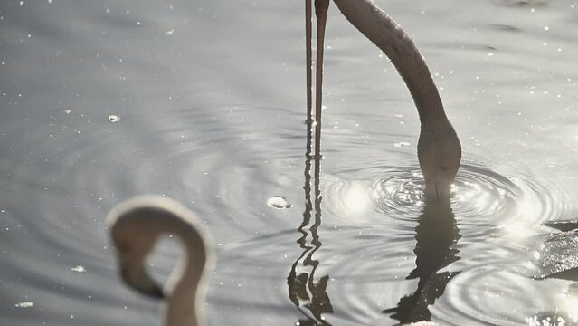 flock of Pink flamingos at sunrise rays in pink wild lake at national park. 4K high quality super slow motion video filmed on high speed camera Nikon z9 