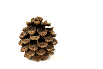 Pine cone close-up isolated on a white background.