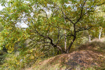 Common oak which two crooked sloping trunks on hill top