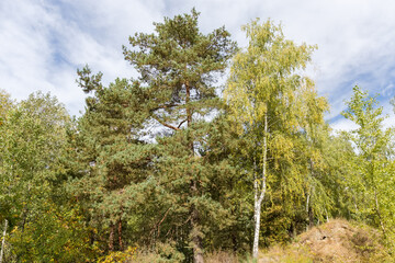 Fototapeta premium Fragment of forest with pine and birch on a foreground