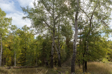 Fototapeta na wymiar Old aspens on hill slope in the autumn forest