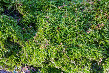 Green moss on tree trunk in forest, close-up
