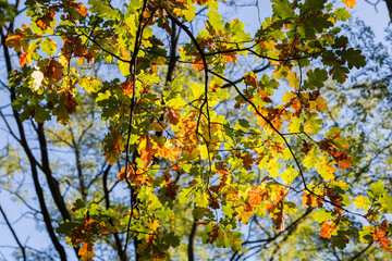 Fototapeta premium Common oak branches with autumn leaves on blurred background backlit