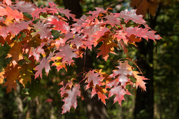 Red oak branch with autumn red leaves on blurred background