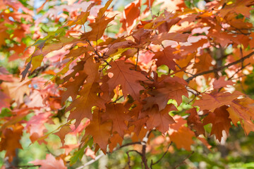 Red oak branch with autumn leaves on a blurred background
