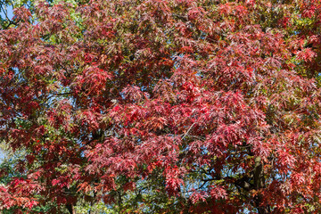 Red oak branches with bright autumn leaves in sunny weather