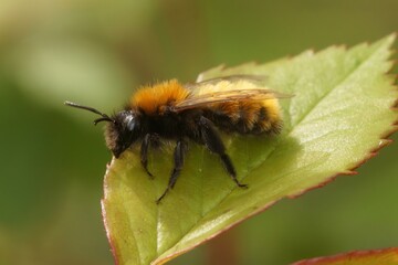 Closeup on a female Tawny mining bee, Andrena fulva, sitting on a green leaf