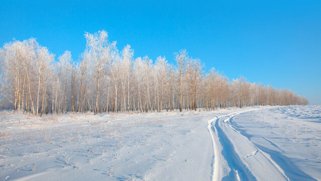 Beautiful winter forest landscape, trees covered with snow