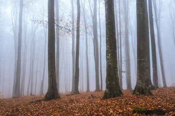 Misty forest in Harghita, Romania