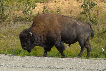 Bisons at the road in Yukon,Canada,North America
