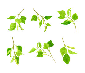 Spring birch twigs with green leaves and catkins set vector illustration