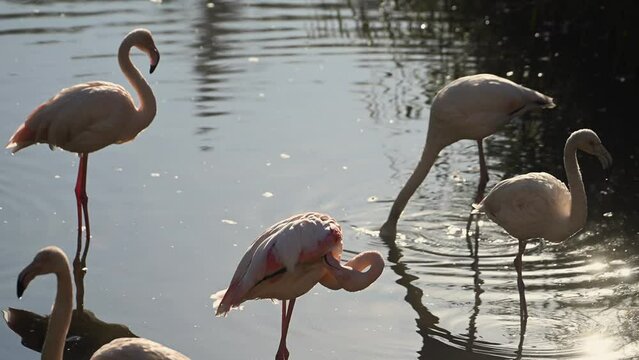 flock of Pink flamingos at sunrise rays in pink wild lake at national park. 4K high quality super slow motion video filmed on high speed camera Nikon z9 