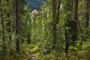 Hiking trail to Salt Lick in Muncho Lake Provincial Park,British Columbia,Canada,North America
