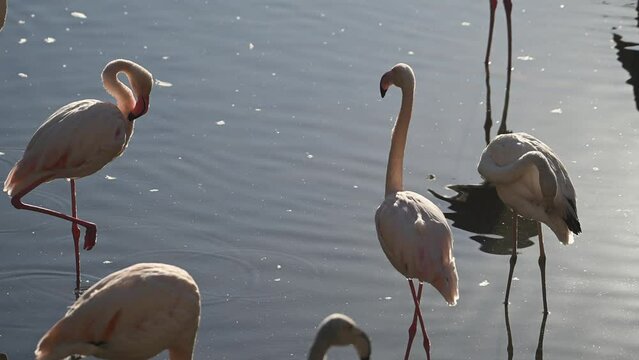 flock of Pink flamingos at sunrise rays in pink wild lake at national park. 4K high quality super slow motion video filmed on high speed camera Nikon z9 
