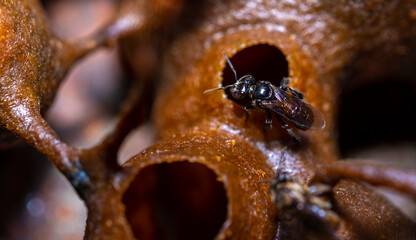 Stingless Bee is the pollinator make honey from the flower inside the hive , propolis Bee products for Dried or raw propolis. propolis bee glue natural medicine.