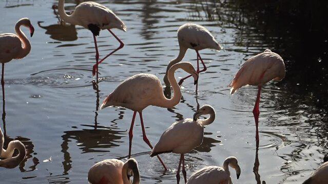flock of Pink flamingos at sunrise rays in pink wild lake at national park. 4K high quality super slow motion video filmed on high speed camera Nikon z9 
