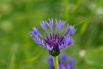 Closeup of a beautiful blue cornflower isolated on a green blurred background