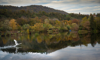 Schwanenstart in den Farbenherbst