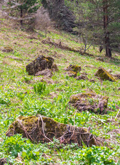 spring, the first flowers blooming in natural areas, protected plants and flowers in nature.