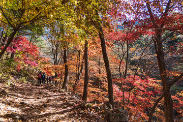 Autumn leaves in the forest at Mt. Myongsungsan, Pocheon, Kyonggido, Korea