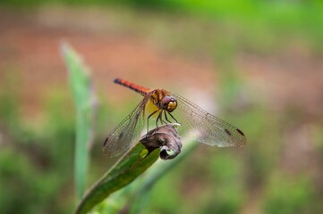 Closeup of a dragonfly perched on a green wilted leaf
