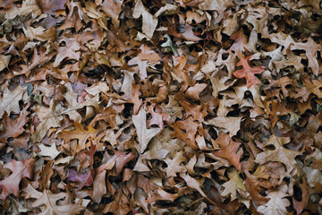 autumn leaves background
