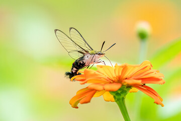 Close-up of a beautiful broad-bordered bee Hawk Moth next to flower