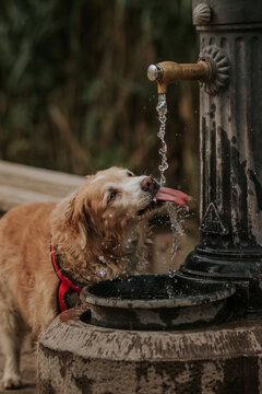 Perro bebiendo agua de la fuente mientras que el agua cae.