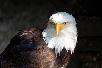 Weißkopfseeadler (Haliaeetus leucocephalus), Vorkommen in Nordamerika, captive, Deutschland, Europa