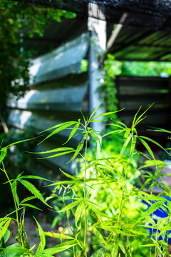 Cannabis plants stand green under a shaded building on a sunny day.