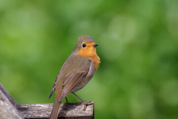 Das Rotkehlchen ist mit seinem orangefarbenen Gefieder auf der Brust leicht zu erkennen