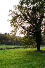 Fototapeta na wymiar autumn landscape with yellow foliage of trees