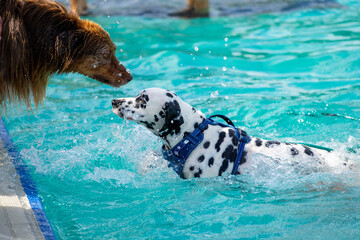 Dalmatian dog swimming in pool