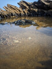 puddle of water in a log on the beach