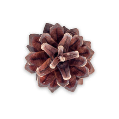 Pine tree cone from above