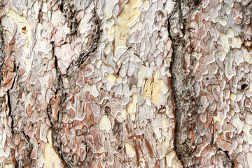 Wood texture. Creative sycamore bark background