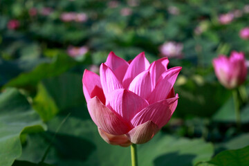 Obraz premium Pink lotus flower plants in pond. 