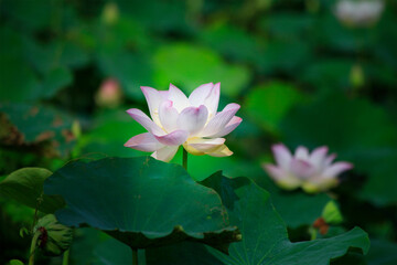 Pink lotus flower plants in pond. 