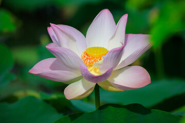 Pink lotus flower plants in pond. 