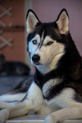 Naklejka na ściany i meble portrait of beautiful siberian husky dog