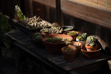 木製テーブルに並べられた観葉植物