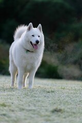 Obraz premium White Husky-Samoyed dog portrait on a frosty morning, vertical