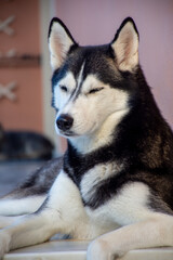portrait of  beautiful siberian husky dog
